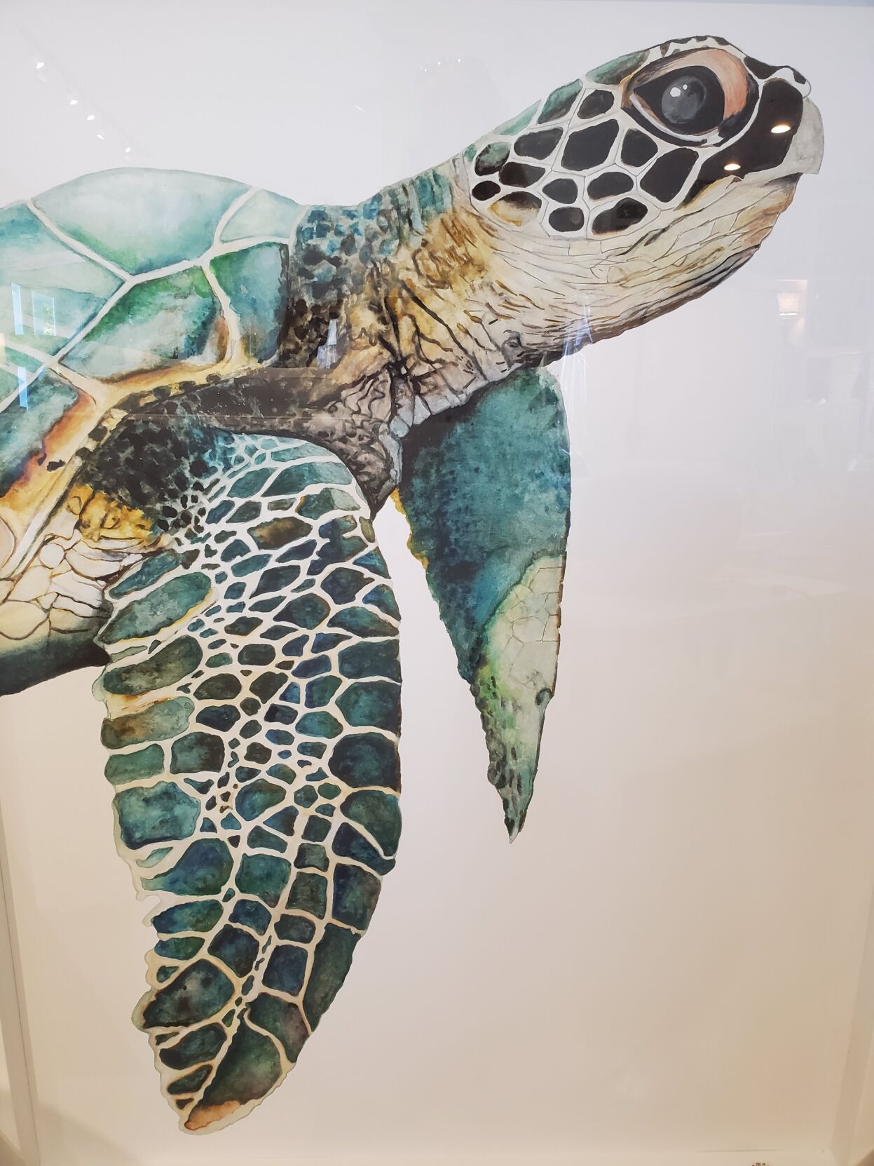 SD LIVING TURTLE